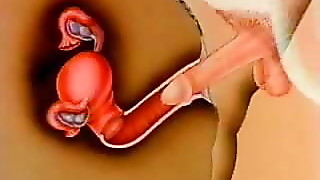 woman's impregnation